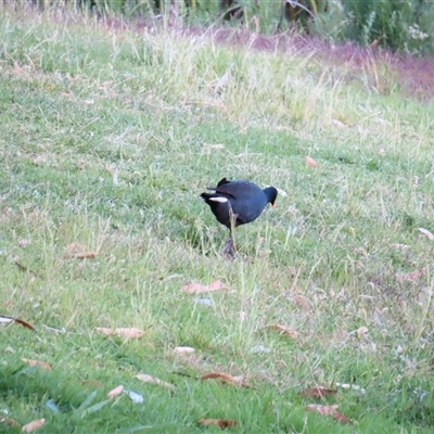 Gallinula tenebrosa (Dusky Moorhen) at Urana, NSW - 5 Nov 2024 by MB