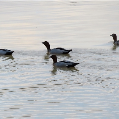 Chenonetta jubata (Australian Wood Duck) at Urana, NSW - 5 Nov 2024 by MB