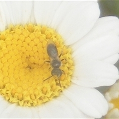 Lasioglossum (Homalictus) sp. (genus & subgenus) (Furrow Bee) at Fyshwick, ACT - 9 Nov 2024 by MichaelMulvaney