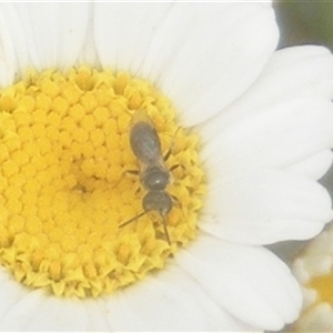 Lasioglossum (Homalictus) sp. (genus & subgenus) at Fyshwick, ACT - 9 Nov 2024 12:04 AM