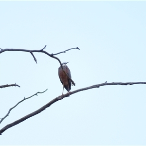 Egretta novaehollandiae at Urana, NSW - 6 Nov 2024 06:48 AM