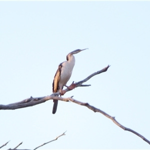 Anhinga novaehollandiae at Urana, NSW - 6 Nov 2024 06:49 AM