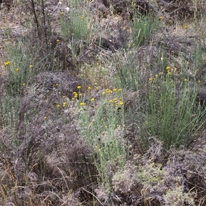 Chrysocephalum semipapposum at Hawker, ACT - 9 Nov 2024