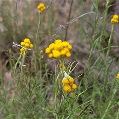 Chrysocephalum semipapposum at Hawker, ACT - 9 Nov 2024