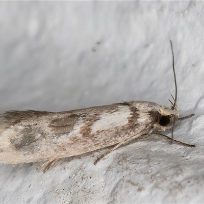 Unverified Concealer moth (Oecophoridae) at Melba, ACT - 6 Nov 2024 by kasiaaus