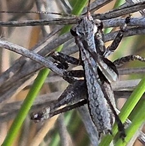 Nanodectes harpax at Bungendore, NSW - suppressed