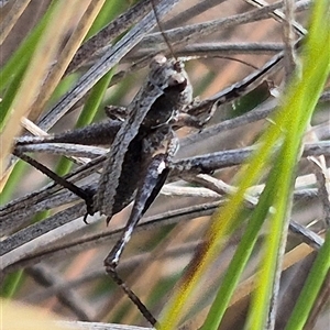 Nanodectes harpax at Bungendore, NSW - suppressed