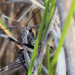 Nanodectes harpax at Bungendore, NSW - suppressed