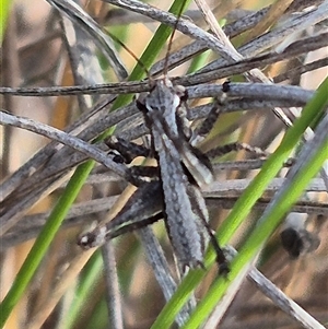 Nanodectes harpax at Bungendore, NSW - suppressed