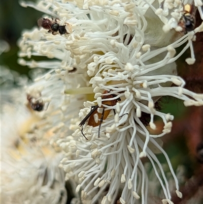 Bibio imitator (Garden maggot) at Mount Kembla, NSW - 9 Nov 2024 by BackyardHabitatProject