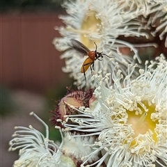 Bibio imitator at Mount Kembla, NSW - 9 Nov 2024 01:57 PM