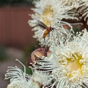 Bibio imitator at Mount Kembla, NSW - 9 Nov 2024 01:57 PM