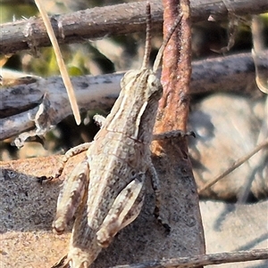 Phaulacridium vittatum at Bungendore, NSW - 9 Nov 2024