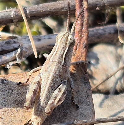 Phaulacridium vittatum (Wingless Grasshopper) at Bungendore, NSW - 9 Nov 2024 by clarehoneydove