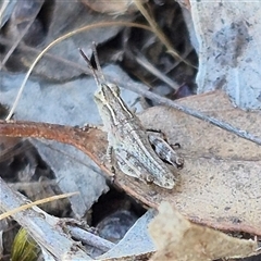 Phaulacridium vittatum at Bungendore, NSW - 9 Nov 2024