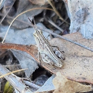 Phaulacridium vittatum at Bungendore, NSW - 9 Nov 2024