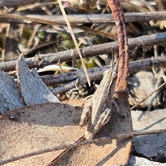 Phaulacridium vittatum at Bungendore, NSW - 9 Nov 2024