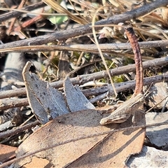 Phaulacridium vittatum at Bungendore, NSW - suppressed