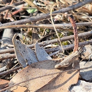 Phaulacridium vittatum at Bungendore, NSW - suppressed