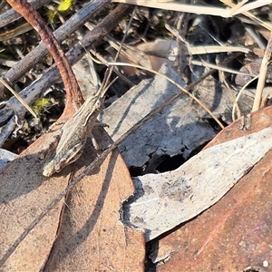 Phaulacridium vittatum at Bungendore, NSW - 9 Nov 2024