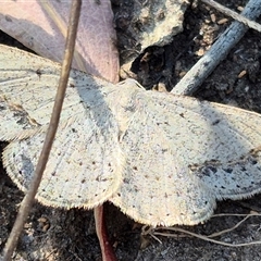 Taxeotis intextata (Looper Moth, Grey Taxeotis) at Bungendore, NSW - 9 Nov 2024 by clarehoneydove