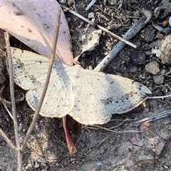 Taxeotis intextata at Bungendore, NSW - suppressed