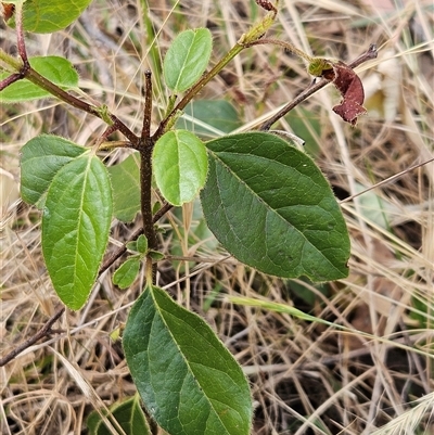 Viburnum tinus (Laurustinus) at Hawker, ACT - 9 Nov 2024 by sangio7