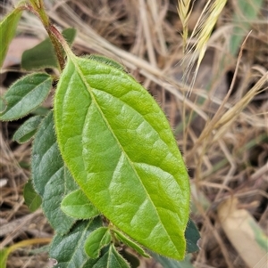 Viburnum tinus at Hawker, ACT - 9 Nov 2024 02:42 PM