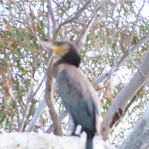 Phalacrocorax carbo at Urana, NSW - 6 Nov 2024 07:50 AM