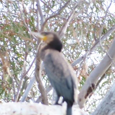 Phalacrocorax carbo (Great Cormorant) at Urana, NSW - 5 Nov 2024 by MB