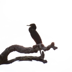 Phalacrocorax carbo at Urana, NSW - 6 Nov 2024