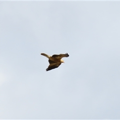 Haliastur sphenurus (Whistling Kite) at Urana, NSW - 5 Nov 2024 by MB