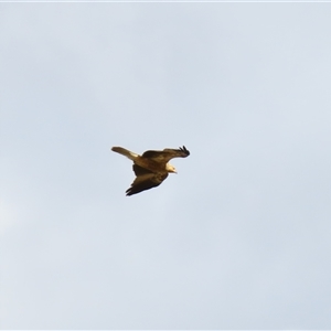 Haliastur sphenurus (Whistling Kite) at Urana, NSW by MB