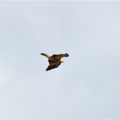 Haliastur sphenurus (Whistling Kite) at Urana, NSW - 6 Nov 2024 by MB