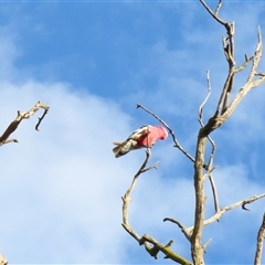 Eolophus roseicapilla (Galah) at Urana, NSW - 5 Nov 2024 by MB