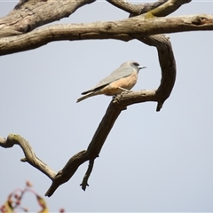 Artamus superciliosus (White-browed Woodswallow) at Urana, NSW - 5 Nov 2024 by MB