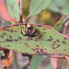 Hypertropha tortriciformis at suppressed - 9 Nov 2024