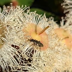 Eleale sp. (genus) (Clerid beetle) at Mount Kembla, NSW - 8 Nov 2024 by BackyardHabitatProject