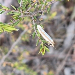 Phytotrypa propriella (A Concealer moth (Wingia group)) at Bungendore, NSW - 9 Nov 2024 by clarehoneydove