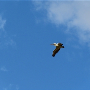 Pelecanus conspicillatus at Urana, NSW - 6 Nov 2024