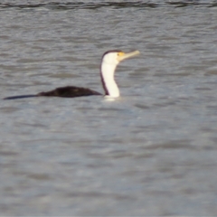 Phalacrocorax varius (Pied Cormorant) at Urana, NSW - 6 Nov 2024 by MB