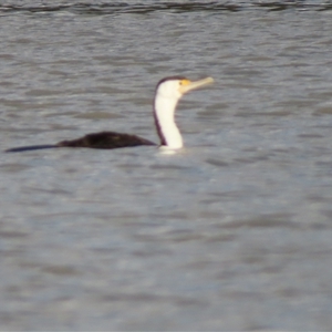 Phalacrocorax varius at Urana, NSW - 6 Nov 2024