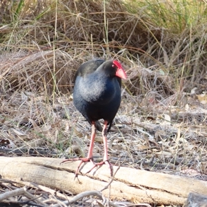 Porphyrio melanotus at Urana, NSW - 6 Nov 2024