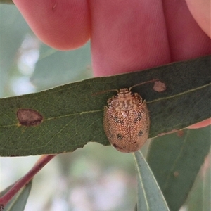 Paropsis atomaria at Bungendore, NSW - 9 Nov 2024