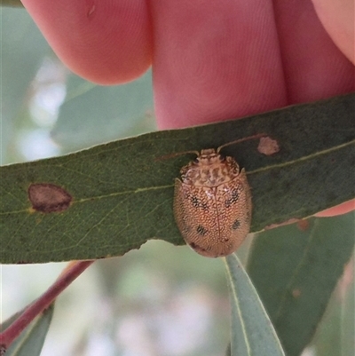 Paropsis atomaria (Eucalyptus leaf beetle) at Bungendore, NSW - 9 Nov 2024 by clarehoneydove