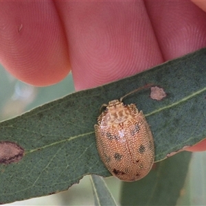 Paropsis atomaria at Bungendore, NSW - 9 Nov 2024