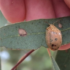 Paropsis atomaria at Bungendore, NSW - 9 Nov 2024