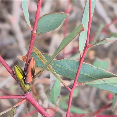 Melobasis propinqua (Propinqua jewel beetle) at Bungendore, NSW - 9 Nov 2024 by clarehoneydove