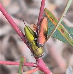 Melobasis propinqua at Bungendore, NSW - 9 Nov 2024