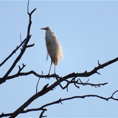 Ardea alba (Great Egret) at Urana, NSW - 6 Nov 2024 by MB